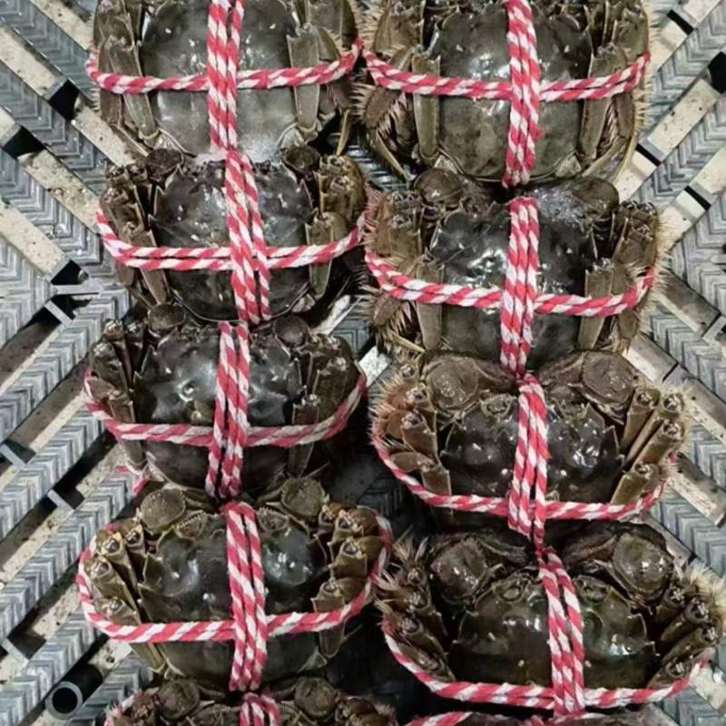 精品盘锦河蟹