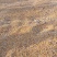 颗粒玉米，爆裂玉米，玉米下脚料，净粮碎玉米无土无沙无霉变