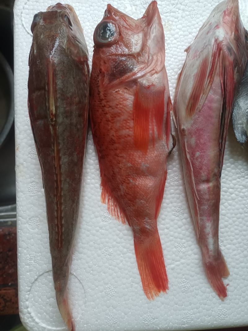 海杂鱼（红石斑鱼+银鲳鱼+红娘鱼+多宝鱼）1.5斤/盘！