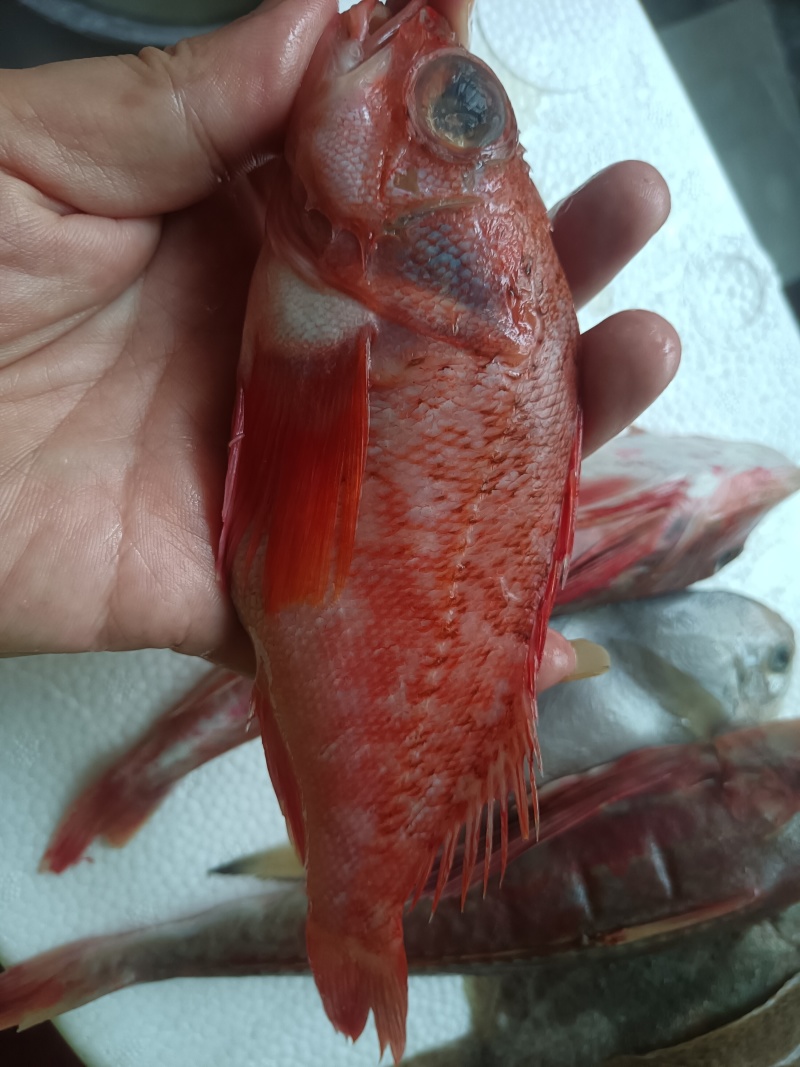 海杂鱼（红石斑鱼+银鲳鱼+红娘鱼+多宝鱼）1.5斤/盘！