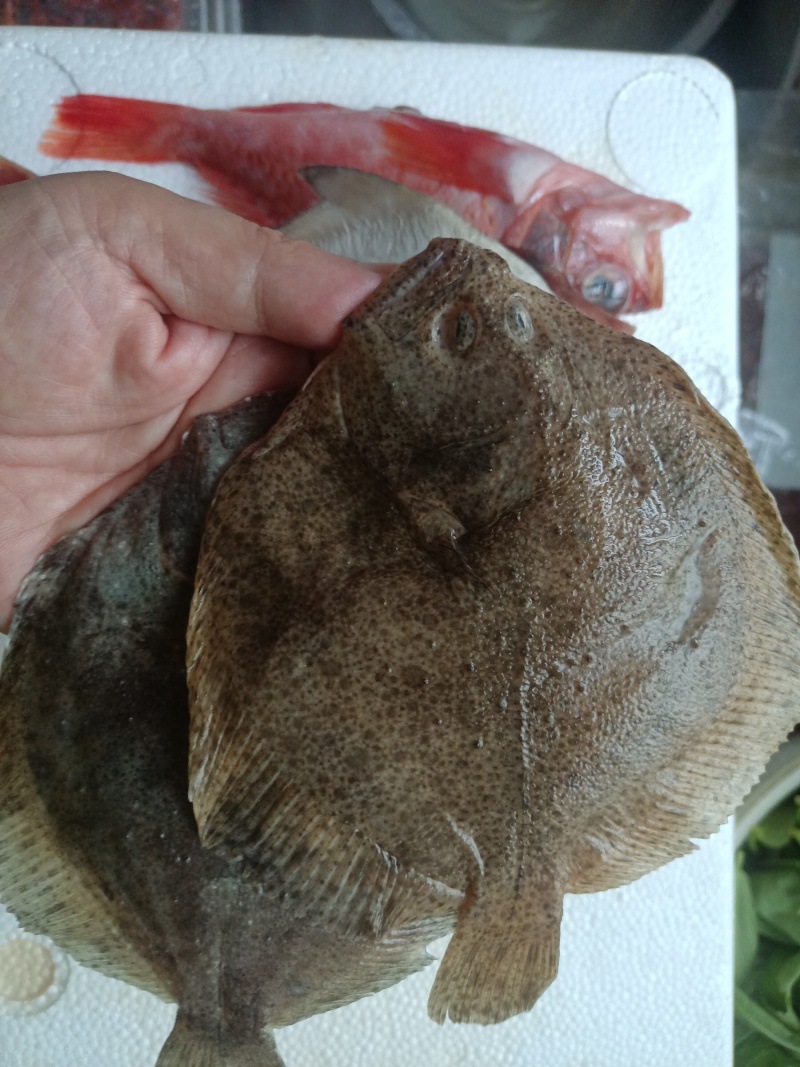 海杂鱼（红石斑鱼+银鲳鱼+红娘鱼+多宝鱼）1.5斤/盘！