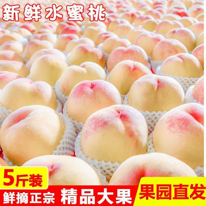 【果园现摘】正宗水蜜桃新鲜桃子当季水果孕妇水蜜桃脆桃整箱批发