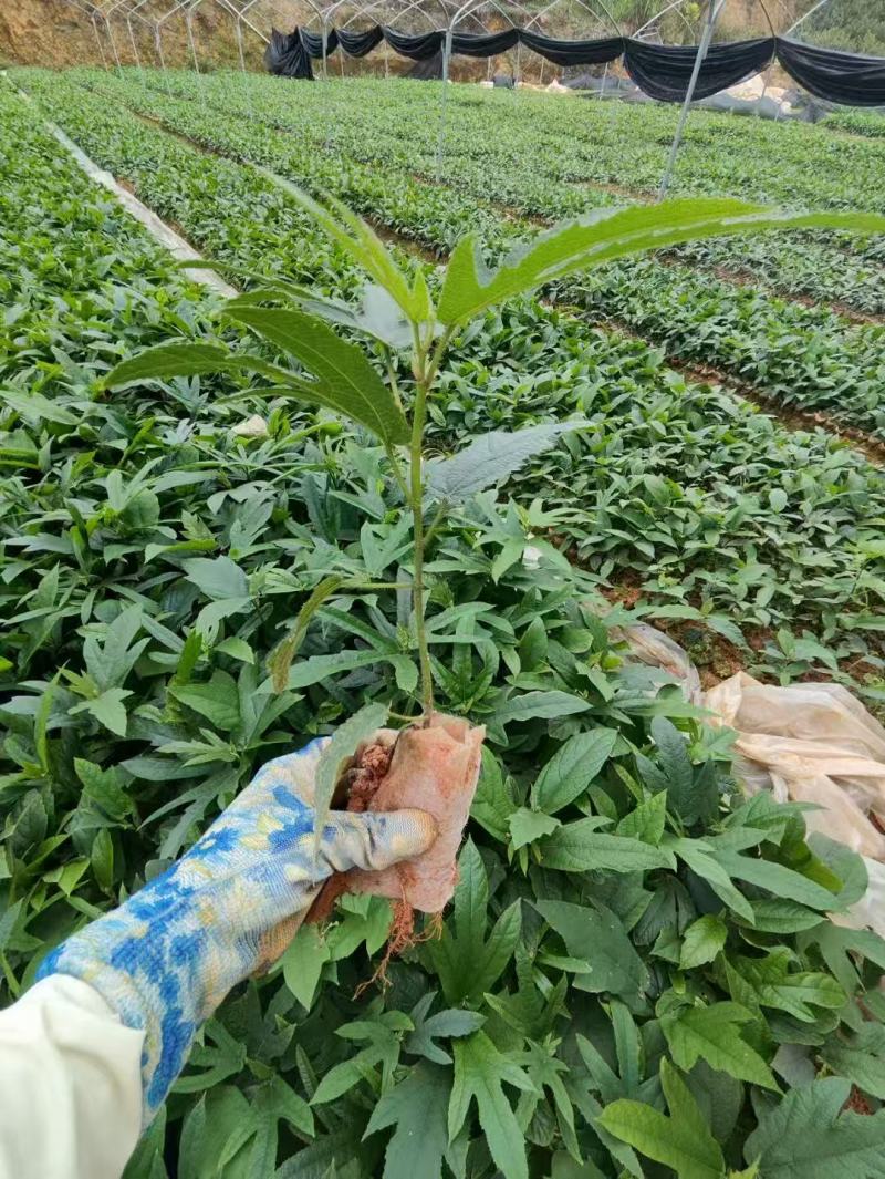 【推荐】广西五指毛桃苗/基地直发/视频看货/技术指导/