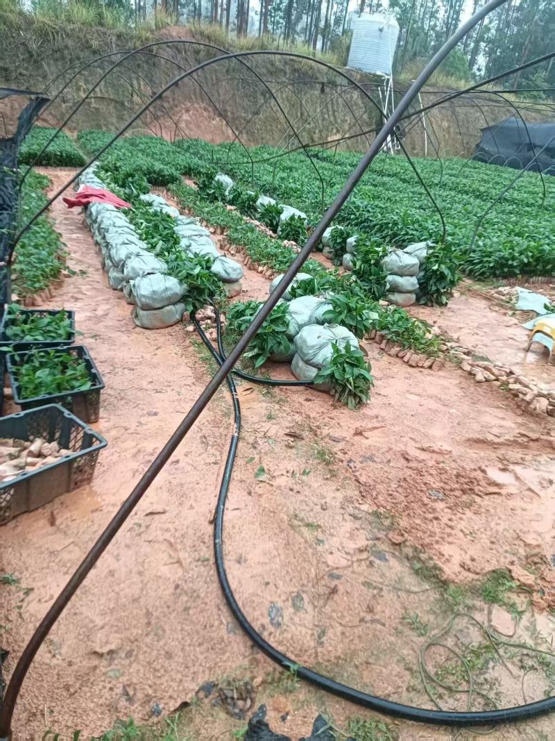 【推荐】广西五指毛桃苗/基地直发/视频看货/技术指导/
