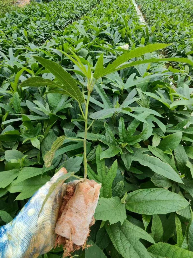 【推荐】广西五指毛桃苗/基地直发/视频看货/技术指导/