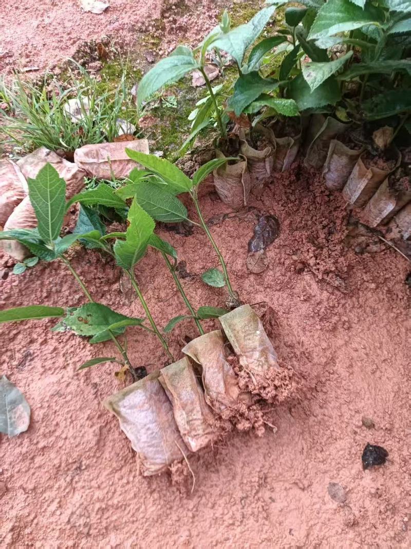 【推荐】广西五指毛桃苗/基地直发/视频看货/技术指导/