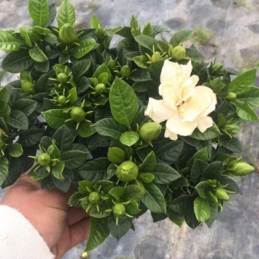 栀子花枝条带花苞20根起发货