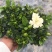 栀子花枝条带花苞20根起发货