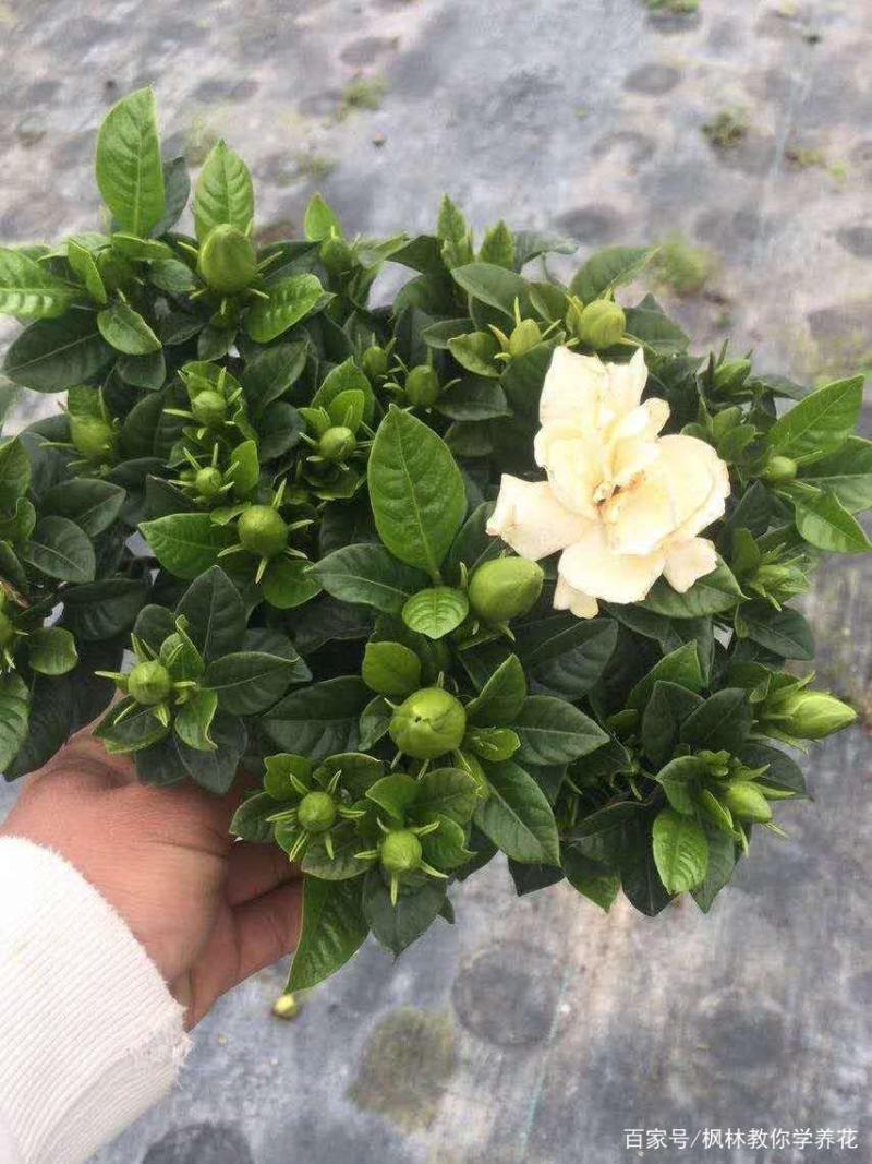 栀子花枝条带花苞20根起发货
