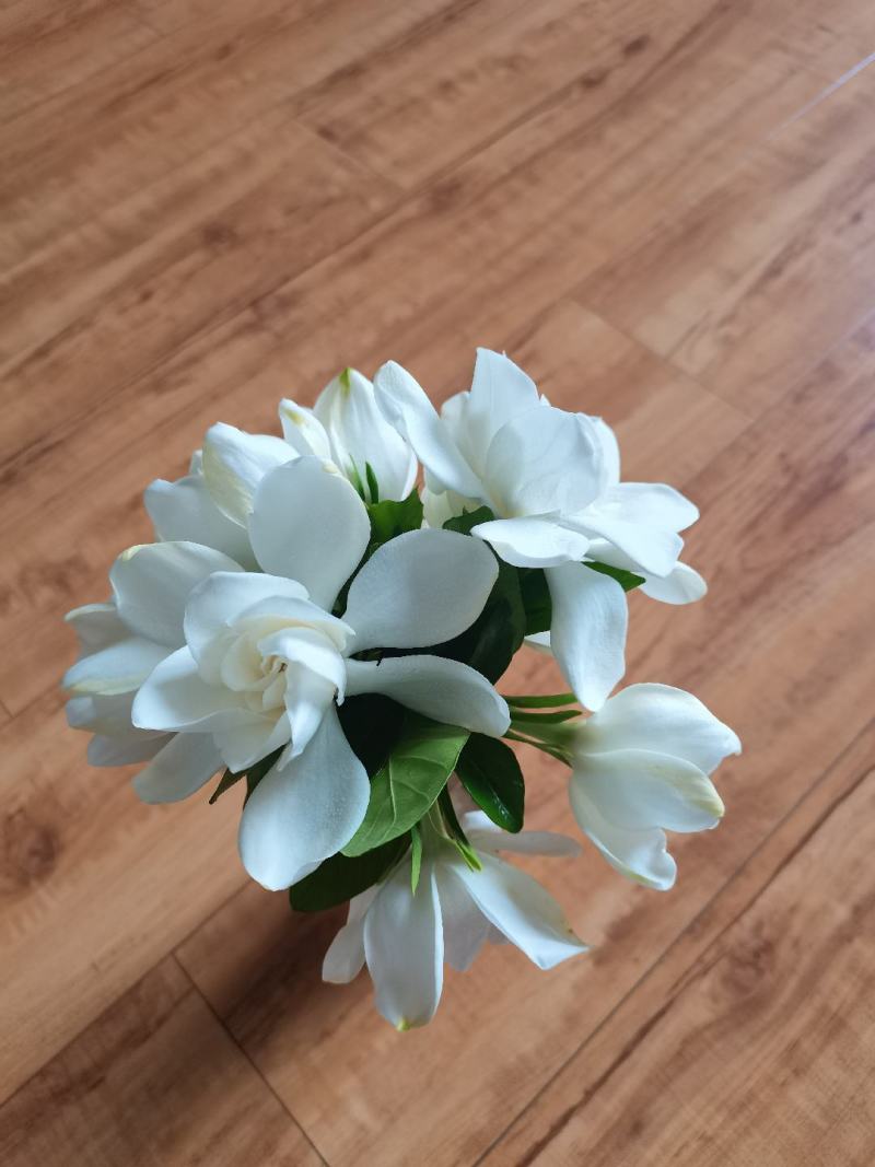 栀子花枝条带花苞20根起发货