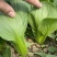【好货推荐】山东曹县油菜，精品上海青，新鲜现货欢迎咨询