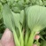 【好货推荐】山东曹县油菜，精品上海青，新鲜现货欢迎咨询
