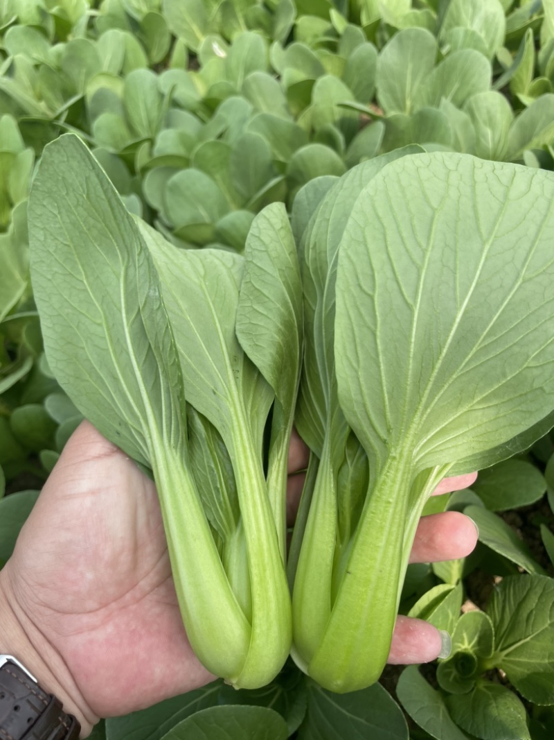 【好货推荐】山东曹县油菜，精品上海青，新鲜现货欢迎咨询