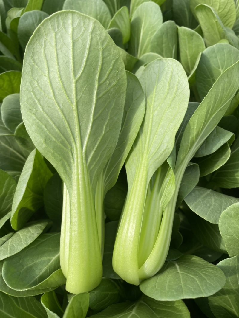 【好货推荐】山东曹县油菜，精品上海青，新鲜现货欢迎咨询
