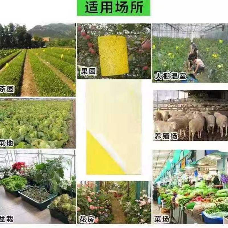 双面粘虫黄板诱虫板果园果蝇针蜂蓝板蓟马飞虫双面大棚粘