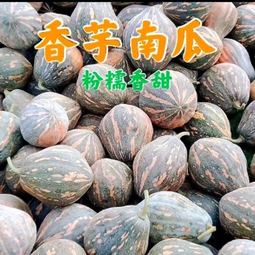 广东产区香芋南瓜市场瓜电商瓜大量供应