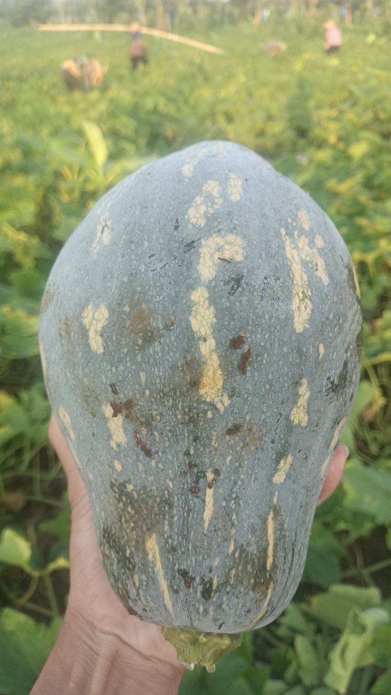 广东产区香芋南瓜市场瓜电商瓜大量供应