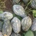 广东产区香芋南瓜市场瓜电商瓜大量供应
