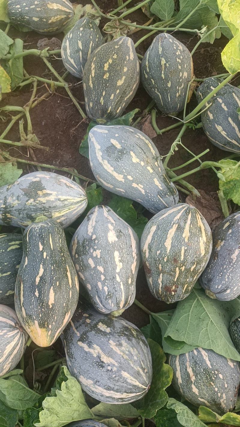 广东产区香芋南瓜市场瓜电商瓜大量供应