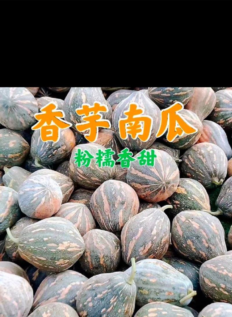广东产区香芋南瓜市场瓜电商瓜大量供应