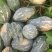 广东产区香芋南瓜市场瓜电商瓜大量供应