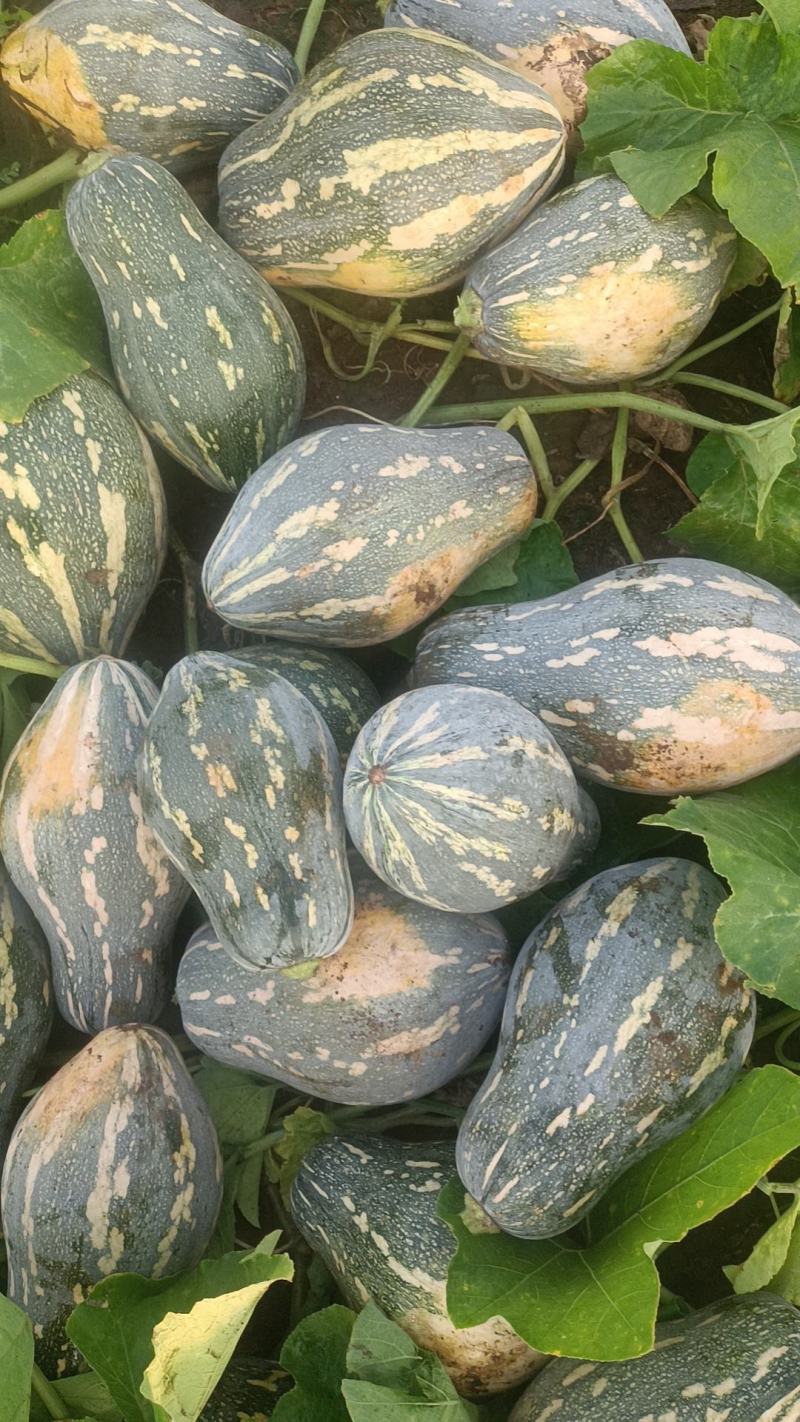 广东产区香芋南瓜市场瓜电商瓜大量供应