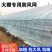 大棚种植防风网盖草垛防刮网种殖养殖尼龙网大孔压膜绳网挡风