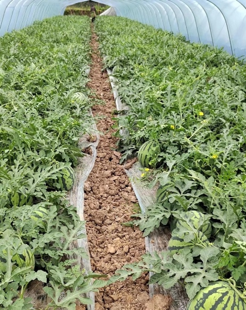 头茬美都西瓜皮薄味甜产地直发诚信经营全国发货欢迎咨询