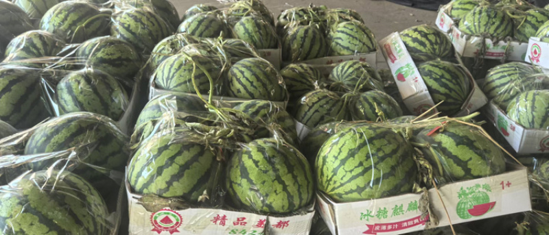 头茬美都西瓜皮薄味甜产地直发诚信经营全国发货欢迎咨询