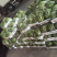 头茬美都西瓜皮薄味甜产地直发诚信经营全国发货欢迎咨询