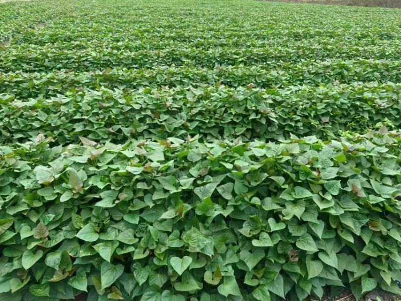 湛江西瓜红红薯苗成活率高品质保证欢迎来电价格优惠