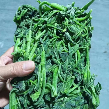 芥兰苗(半成品)