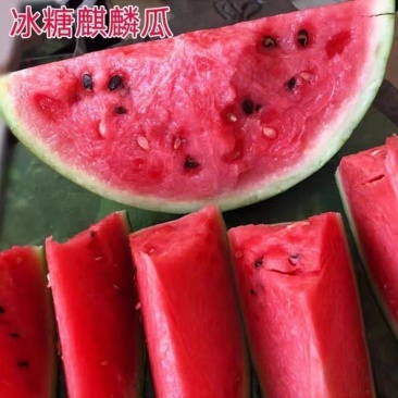 精品美都麒麟西瓜，产地一手货源，全国发货，量大从优