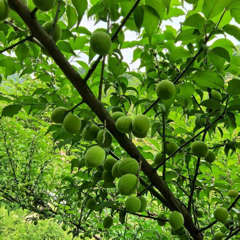 精品青梅