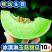 玉菇甜瓜蜜瓜10斤新鲜水果批发当季脆玉茹香瓜哈密瓜羊角蜜