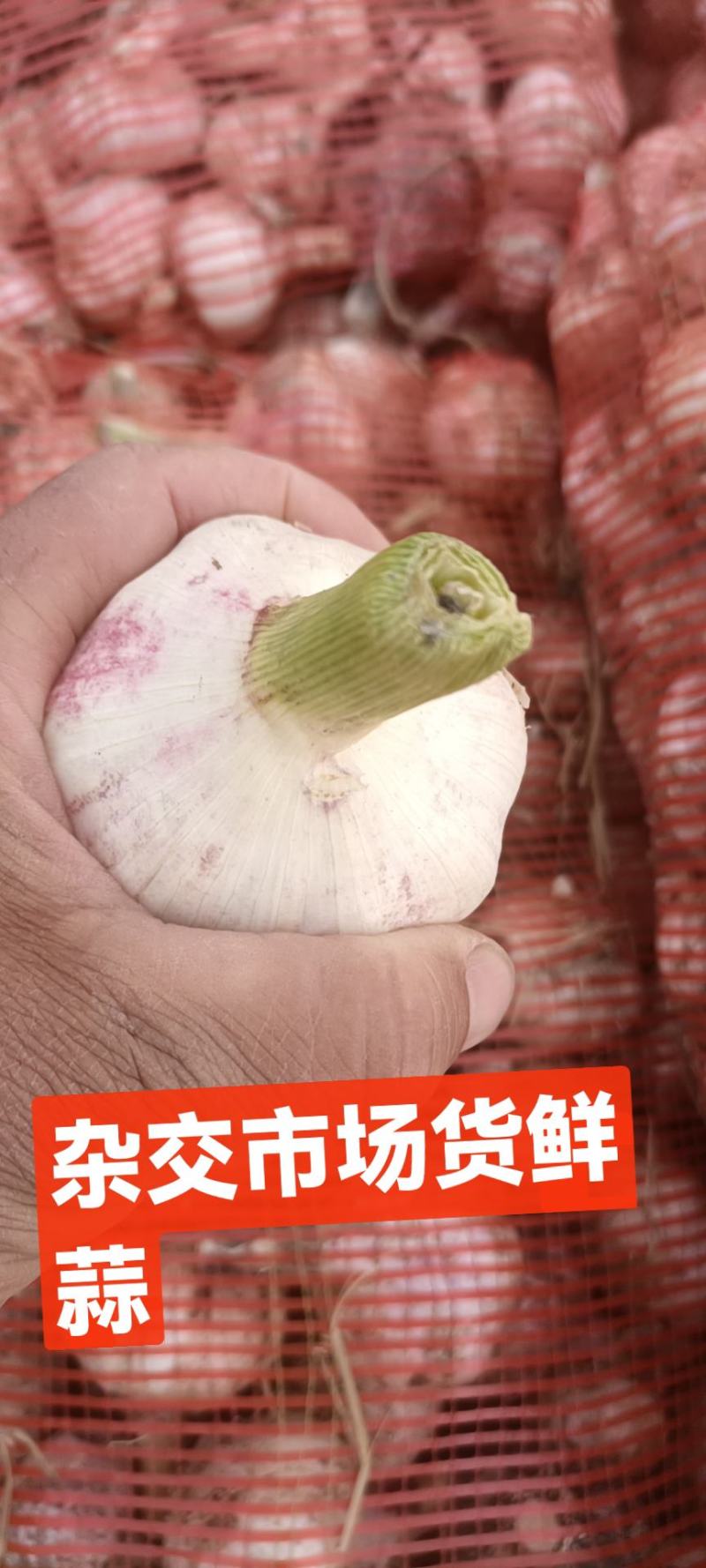 杂交大蒜大青棵