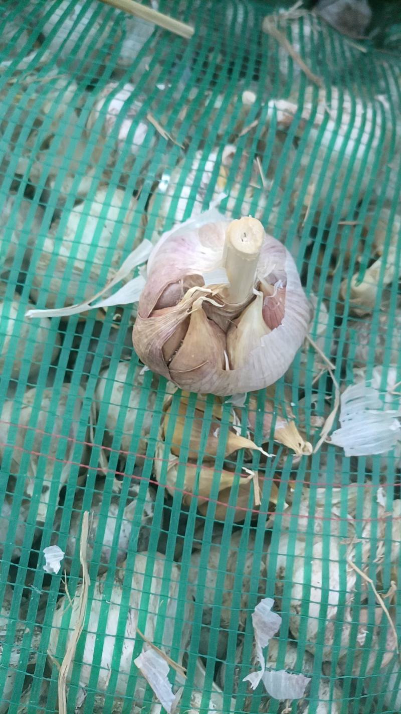 杂交大蒜大青棵