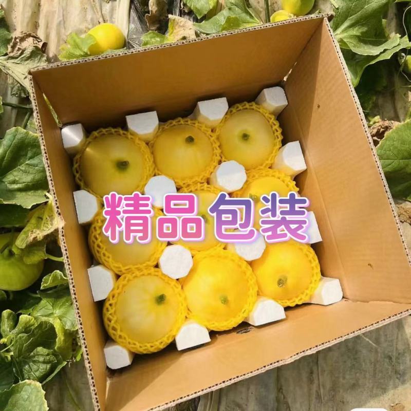 现货直发山东小蜜蜂甜瓜星甜20蜜罐香瓜当季新鲜现摘水果甜香薄