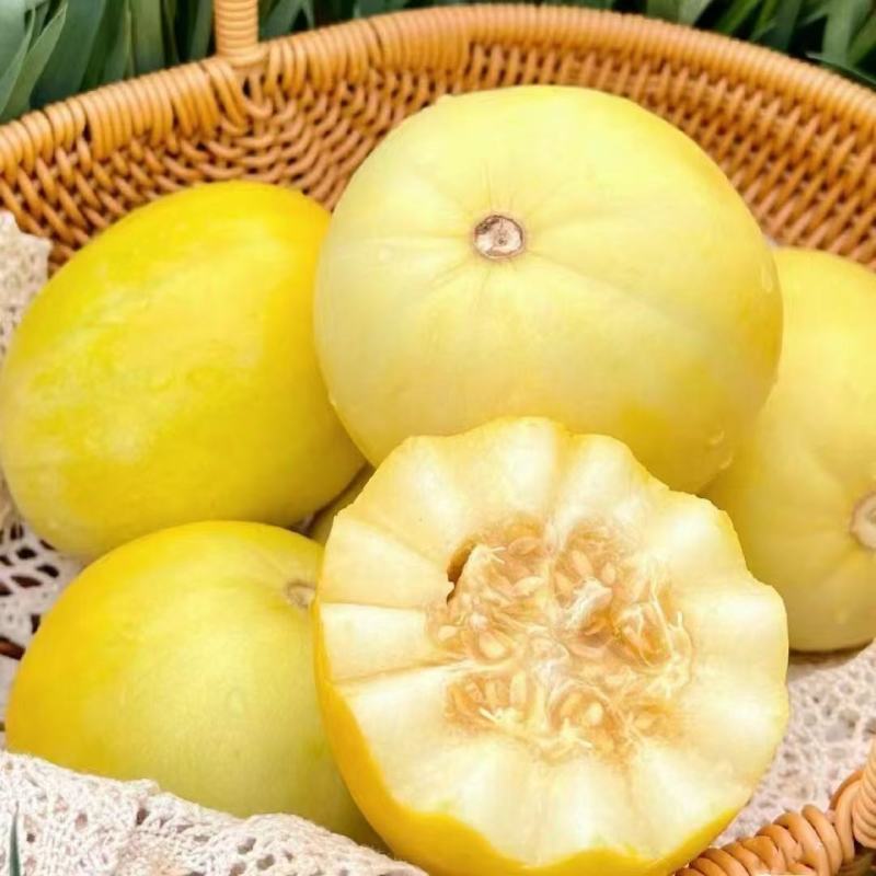 现货直发山东小蜜蜂甜瓜星甜20蜜罐香瓜当季新鲜现摘水果甜香薄