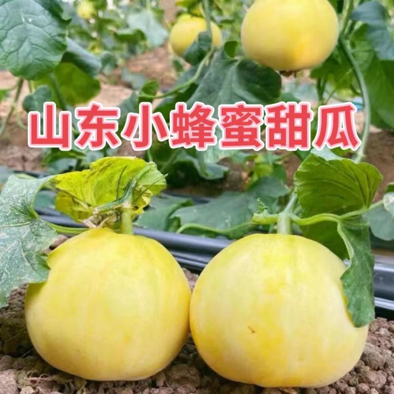 现货直发山东小蜜蜂甜瓜星甜20蜜罐香瓜当季新鲜现摘水果甜香薄