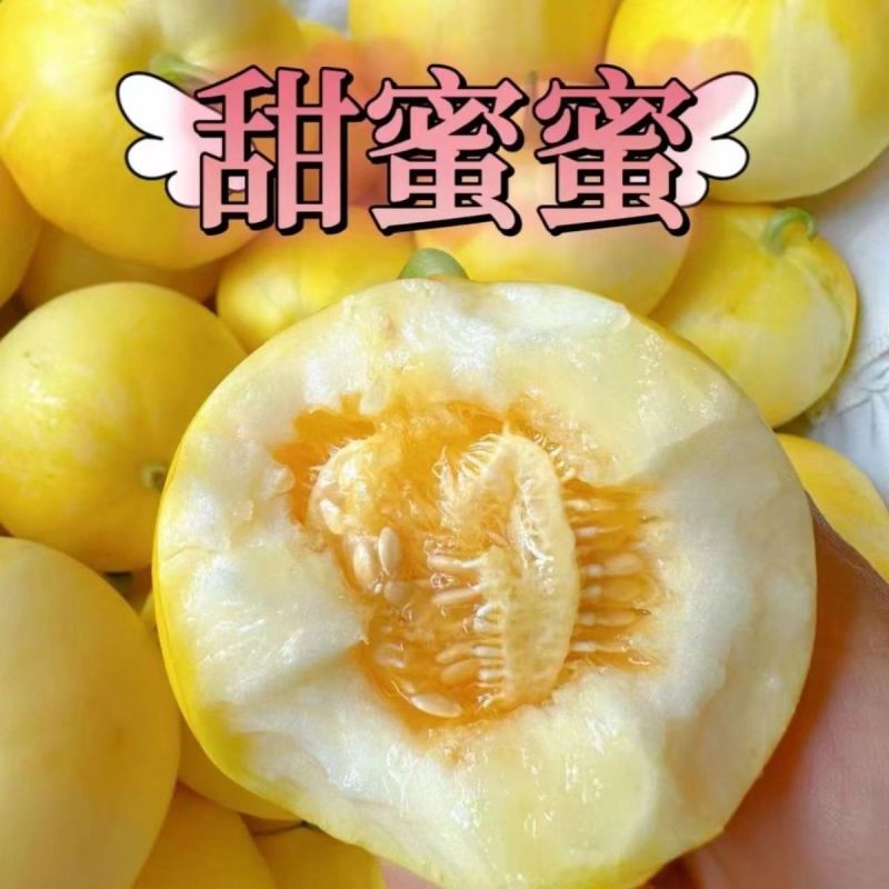 现货直发山东小蜜蜂甜瓜星甜20蜜罐香瓜当季新鲜现摘水果甜香薄