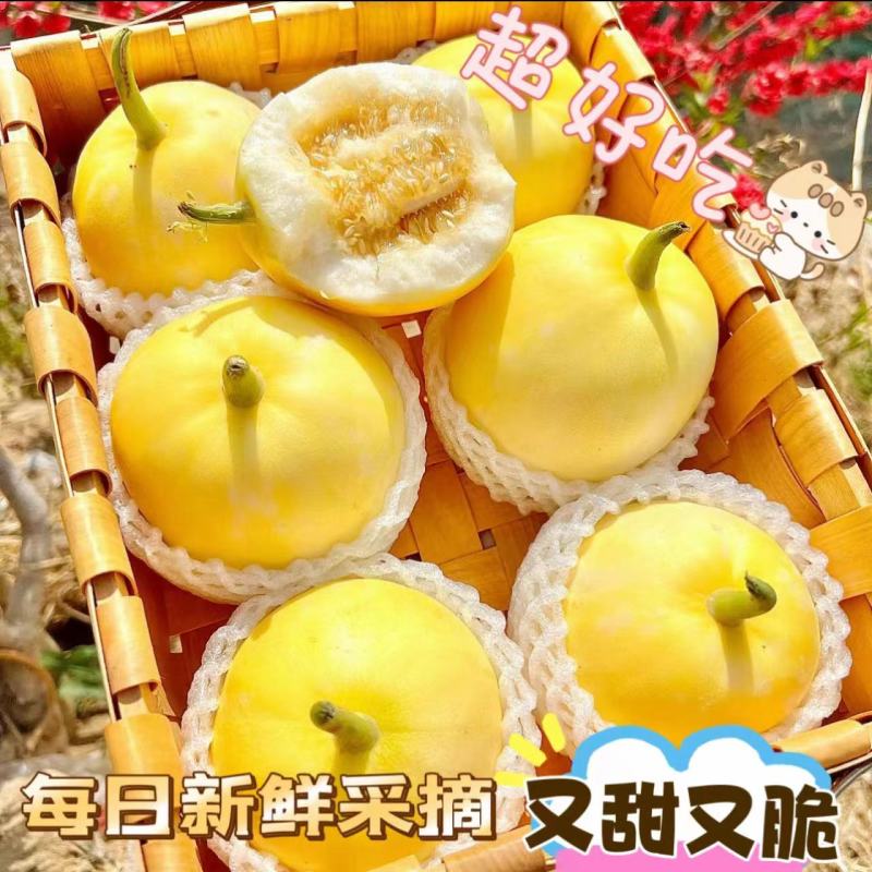 现货直发山东小蜜蜂甜瓜星甜20蜜罐香瓜当季新鲜现摘水果甜香薄