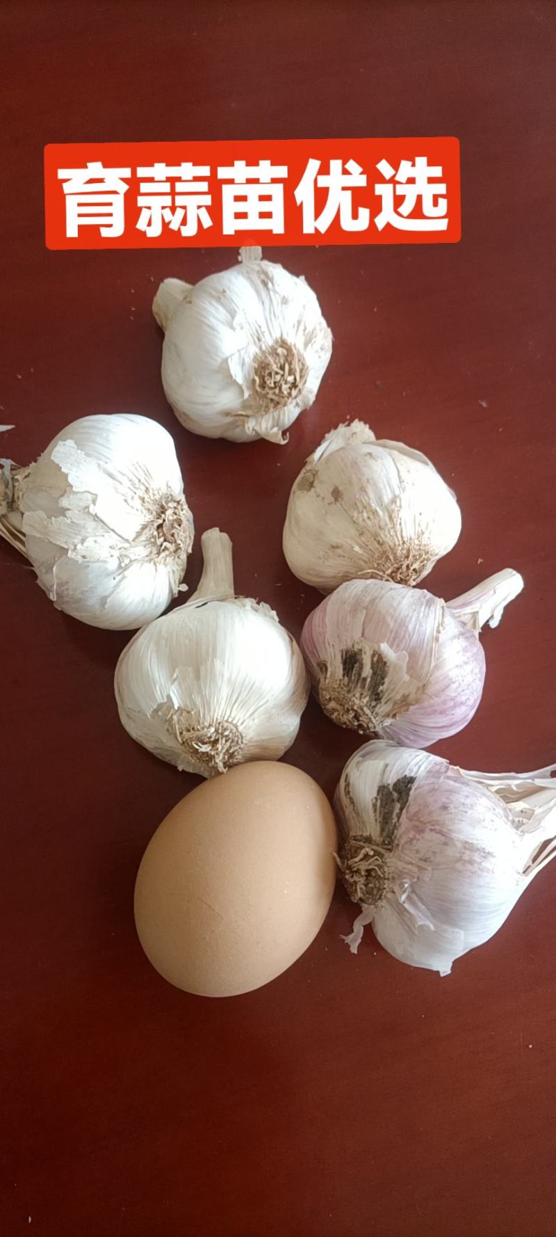 杂交大蒜大青棵