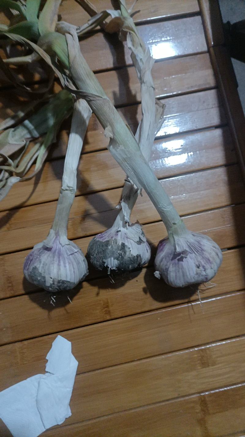 杂交大蒜大青棵