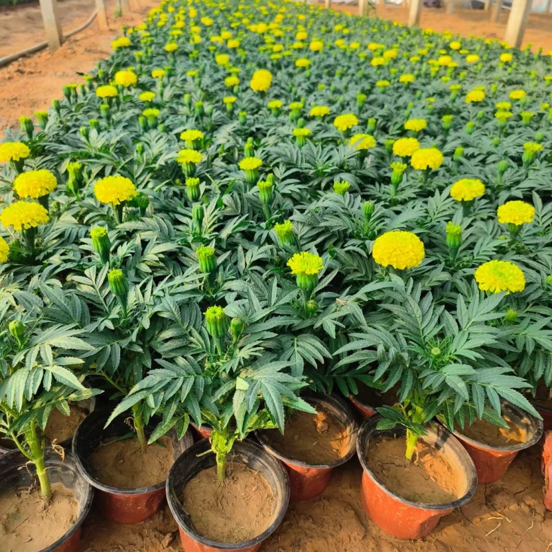 万寿菊