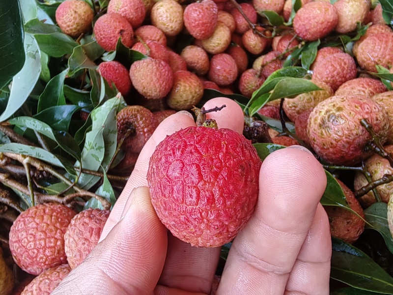 湛江徐闻荔枝（白糖罂）