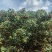 湛江徐闻荔枝（白糖罂）