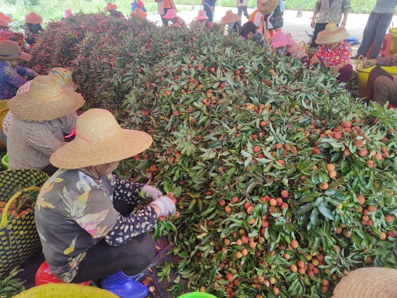 湛江徐闻荔枝（白糖罂）