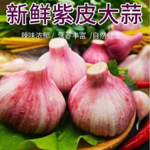 精品淮阳大蒜现挖现发产地供货量大从优对接工厂商超
