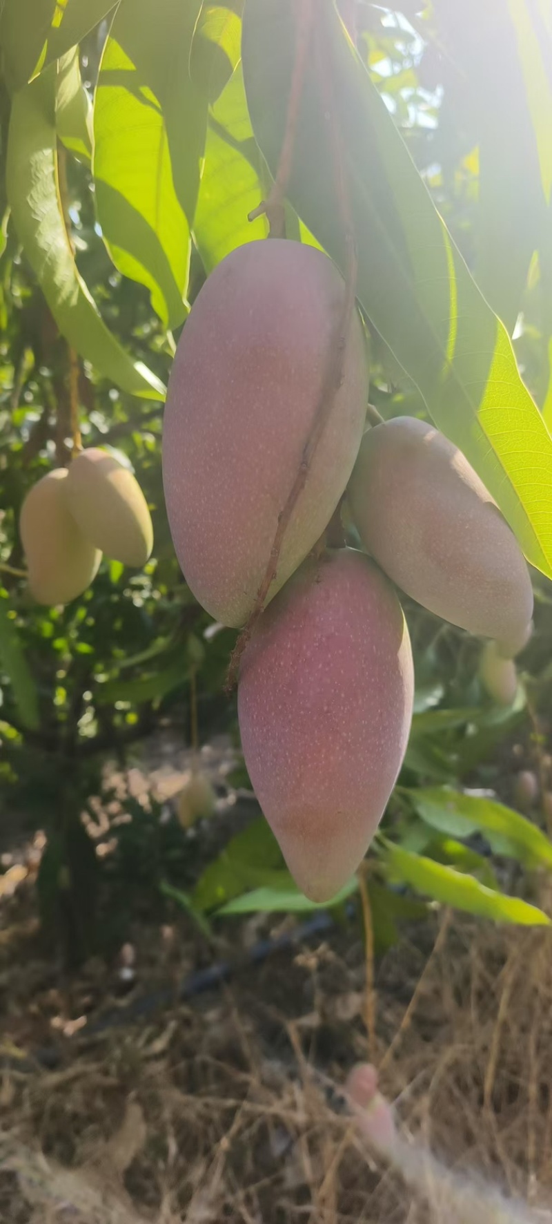 贵妃芒果